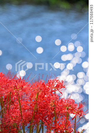 美しい自然王国の水と緑に恵まれた秋晴れ光芒に映えるキラキラ彼岸花　(菊池市旭志)伊坂区彼岸花の里 117088493