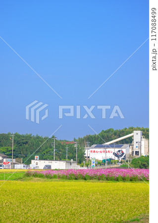 美しい水と緑に恵まれた 自然王国の稲作風景 背景コスモス畑風景 (菊池市旭志)伊坂区彼岸花の里 美しい水と緑に恵まれた 自然王国の稲作風景 背景コスモス畑風景 (菊池市旭志)伊坂区彼岸花の里 117088499