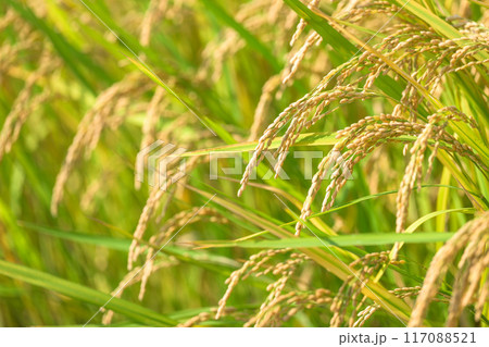 美しい水と緑に恵まれた 自然王国の稲作風景(クローズアップ風景)　(菊池市旭志)伊坂区彼岸花の里 117088521