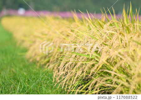 美しい水と緑に恵まれた 自然王国の稲作風景(クローズアップ風景)　(菊池市旭志)伊坂区彼岸花の里 117088522