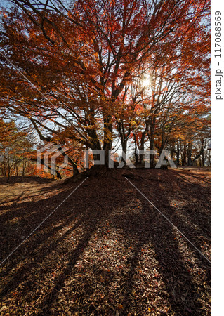 紅葉台への遊歩道のモミジ 117088569