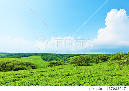 北海道　夏の青空と新緑の高原風景 117088647