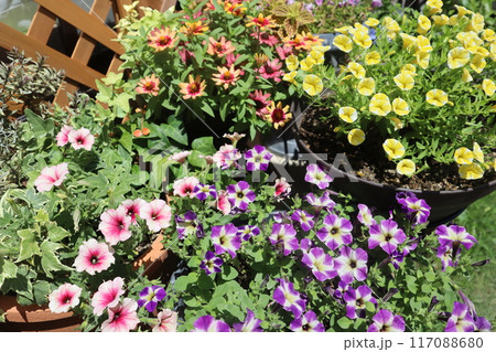 カラフルな夏の花寄せ植え＆寄せ鉢 117088680