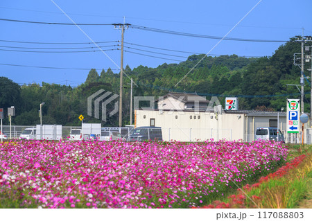 秋晴れを背景にコスモス畑と彼岸花風景 彼岸花の里(菊池市旭志)伊坂区彼岸花の里 秋晴れを背景にコスモス畑と彼岸花風景 彼岸花の里(菊池市旭志)伊坂区彼岸花の里 117088803