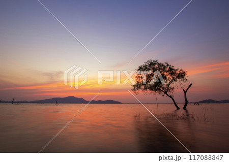 Lonely tree at sunset twilight in the middle of the lake. Death trees are in the lake of thailand. Lonely tree at sunset twilight in the middle of the lake. Death trees are in the lake of thailand. 117088847