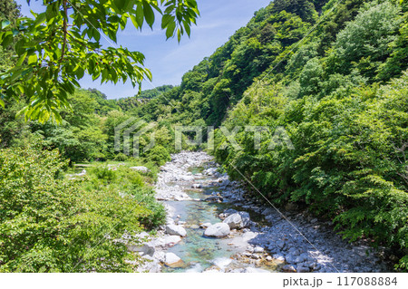 「山梨県」新緑の映える尾白川渓谷　北杜市 117088884