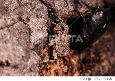 生き物 昆虫 マダラアシゾウムシ、クヌギの樹液が大好物。注意深く探さないと見逃しそう 生き物 昆虫 マダラアシゾウムシ、クヌギの樹液が大好物。注意深く探さないと見逃しそう 117089150