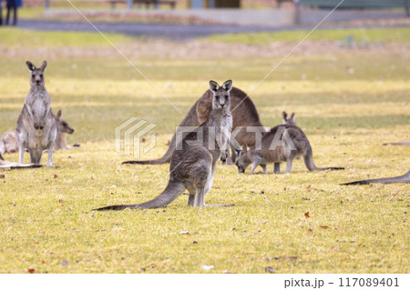 Australian Kangaroos relaxing in a grassy field in the Snowy Mountains Australian Kangaroos relaxing in a grassy field in the Snowy Mountains 117089401