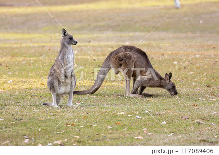 Australian Kangaroos relaxing in a grassy field in the Snowy Mountains 117089406
