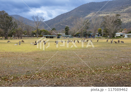 Australian Kangaroos relaxing in a large grassy field in the Snowy Mountains Australian Kangaroos relaxing in a large grassy field in the Snowy Mountains 117089462