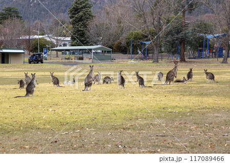 Australian Kangaroos relaxing in a large grassy field in the Snowy Mountains Australian Kangaroos relaxing in a large grassy field in the Snowy Mountains 117089466