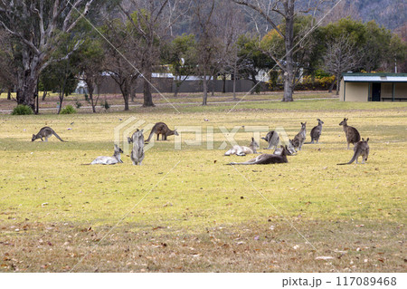 Australian Kangaroos relaxing in a large grassy field in the Snowy Mountains 117089468