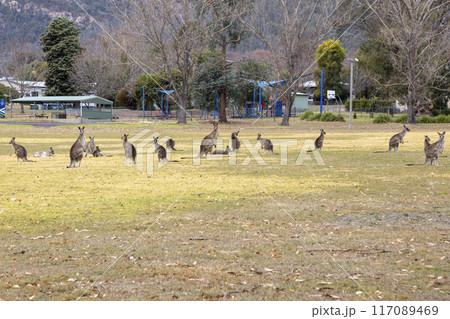 Australian Kangaroos relaxing in a large grassy field in the Snowy Mountains 117089469