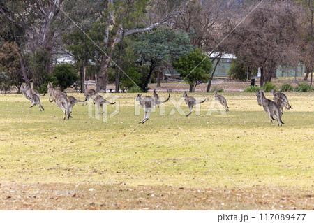 Australian Kangaroos hopping across a grassy field in the Snowy Mountains Australian Kangaroos hopping across a grassy field in the Snowy Mountains 117089477