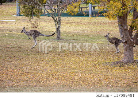 Australian Kangaroos hopping across a grassy field in the Snowy Mountains 117089481