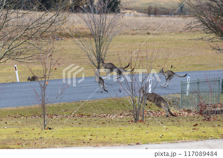 Australian Kangaroos hopping across a road in the Snowy Mountains 117089484