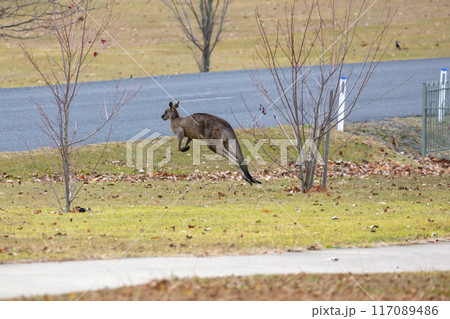 Australian Kangaroos hopping across a road in the Snowy Mountains Australian Kangaroos hopping across a road in the Snowy Mountains 117089486