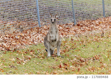A Kangaroo standing in a grassy field in the Snowy Mountains A Kangaroo standing in a grassy field in the Snowy Mountains 117089488