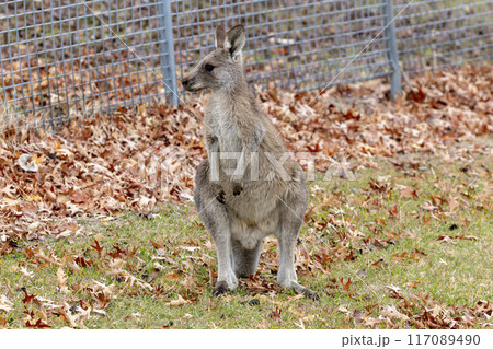 A Kangaroo standing in a grassy field in the Snowy Mountains A Kangaroo standing in a grassy field in the Snowy Mountains 117089490