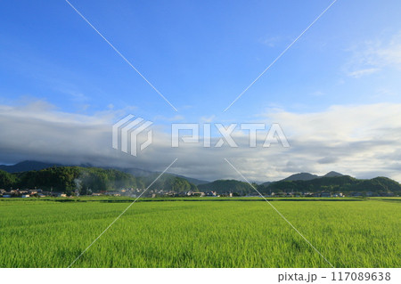 夏の田んぼと青い空 夏の田んぼと青い空 117089638