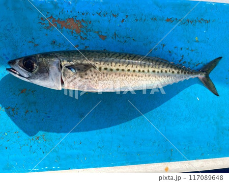 ゴマサバが釣れました ゴマサバが釣れました 117089648
