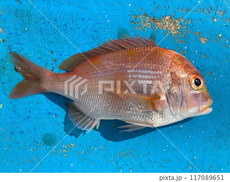 レンコ鯛がつれました キダイがつれました レンコ鯛がつれました キダイがつれました 117089651