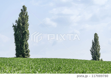 北海道美瑛町　美瑛の丘の2本の木 117089780