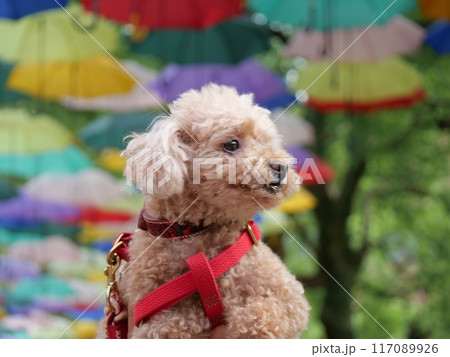 犬とカサ 117089926
