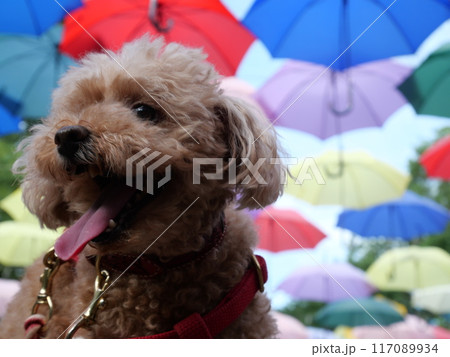 傘をさしたトイプードル 117089934