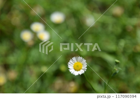 山田池公園 117090394