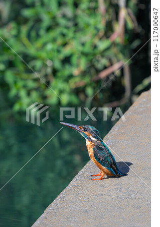 空を警戒するカワセミ 空を警戒するカワセミ 117090647