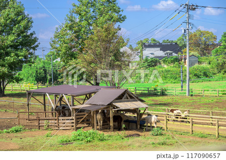 秋晴れを背景に牧場風景　ヤギと羊　広場風景「山田さんちの牧場 ミルクの里」阿蘇郡西原村 117090657