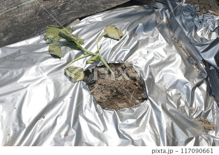 キュウリ ツル枯れ病 キュウリ ツル枯れ病 117090661