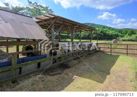 秋晴れを背景に牧場風景 ヤギと羊 広場風景「山田さんちの牧場 ミルクの里」阿蘇郡西原村 秋晴れを背景に牧場風景 ヤギと羊 広場風景「山田さんちの牧場 ミルクの里」阿蘇郡西原村 117090713