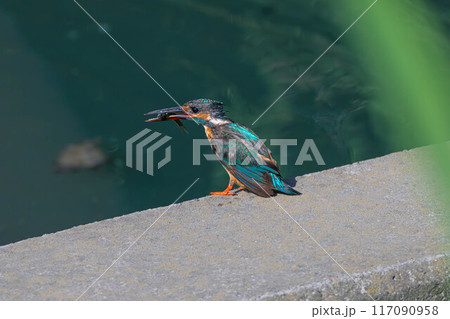 魚を狙うカワセミ 117090958