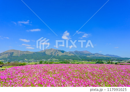 絶景 阿蘇山を背景に映える壮大なコスモス畑風景 観光スポット「南阿蘇 道の駅あそ望の郷くぎの」 絶景 阿蘇山を背景に映える壮大なコスモス畑風景 観光スポット「南阿蘇 道の駅あそ望の郷くぎの」 117091025