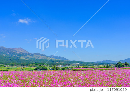 絶景　阿蘇山を背景に映える壮大なコスモス畑風景　観光スポット「南阿蘇　道の駅あそ望の郷くぎの」 117091029