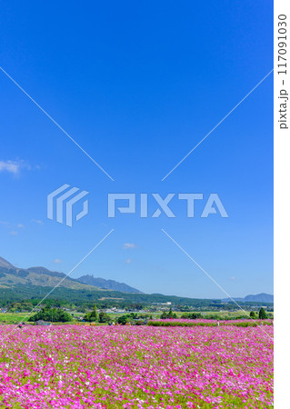 絶景 阿蘇山を背景に映える壮大なコスモス畑風景 観光スポット「南阿蘇 道の駅あそ望の郷くぎの」 絶景 阿蘇山を背景に映える壮大なコスモス畑風景 観光スポット「南阿蘇 道の駅あそ望の郷くぎの」 117091030