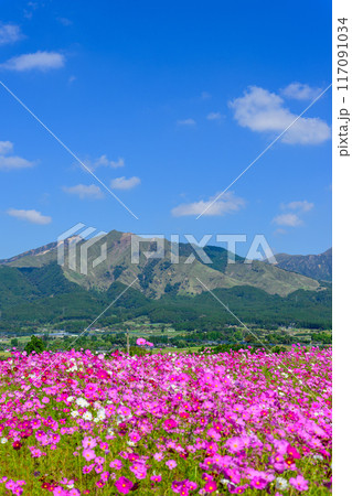 絶景　阿蘇山を背景に映える壮大なコスモス畑風景　観光スポット「南阿蘇　道の駅あそ望の郷くぎの」 117091034