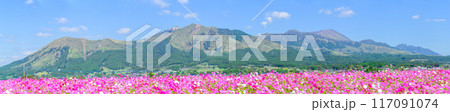 絶景 阿蘇五岳を背景に映えるコスモス畑 パノラマ風景「南阿蘇 道の駅あそ望の郷くぎの」 絶景 阿蘇五岳を背景に映えるコスモス畑 パノラマ風景「南阿蘇 道の駅あそ望の郷くぎの」 117091074
