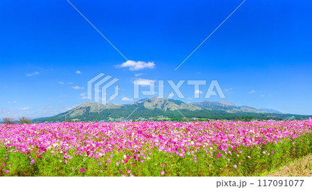 絶景 阿蘇五岳を背景に映えるコスモス畑 パノラマ風景「南阿蘇 道の駅あそ望の郷くぎの」 絶景 阿蘇五岳を背景に映えるコスモス畑 パノラマ風景「南阿蘇 道の駅あそ望の郷くぎの」 117091077