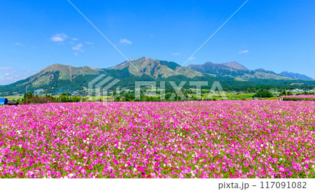 絶景 阿蘇五岳を背景に映えるコスモス畑 パノラマ風景「南阿蘇 道の駅あそ望の郷くぎの」 絶景 阿蘇五岳を背景に映えるコスモス畑 パノラマ風景「南阿蘇 道の駅あそ望の郷くぎの」 117091082