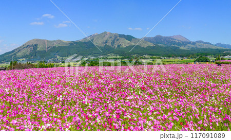 絶景　阿蘇五岳を背景に映えるコスモス畑　パノラマ風景「南阿蘇　道の駅あそ望の郷くぎの」 117091089
