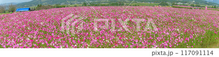 秋晴れの光芒を浴びている広大なコスモス畑風景「南阿蘇 道の駅あそ望の郷くぎの」 秋晴れの光芒を浴びている広大なコスモス畑風景「南阿蘇 道の駅あそ望の郷くぎの」 117091114