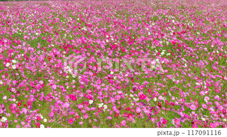 秋晴れの光芒を浴びている広大なコスモス畑風景「南阿蘇　道の駅あそ望の郷くぎの」 117091116