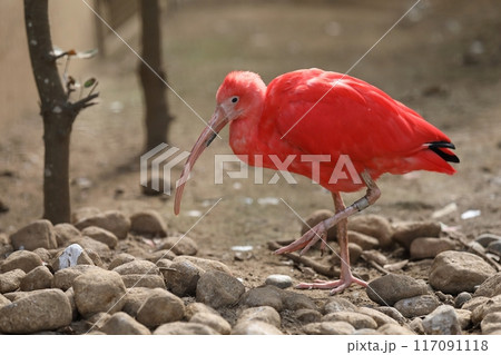 歩くショウジョウトキ 117091118