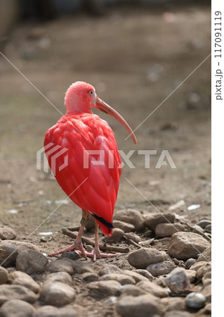 後ろ向きのショウジョウトキのポートレート 後ろ向きのショウジョウトキのポートレート 117091119