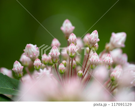 愛らしいカルミアのつぼみ 愛らしいカルミアのつぼみ 117091129