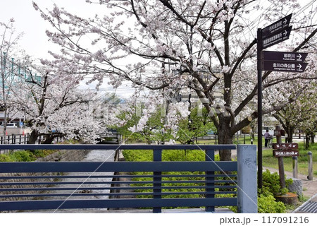 笛吹市 石和温泉さくら温泉通りの満開桜と道案内 笛吹市 石和温泉さくら温泉通りの満開桜と道案内 117091216