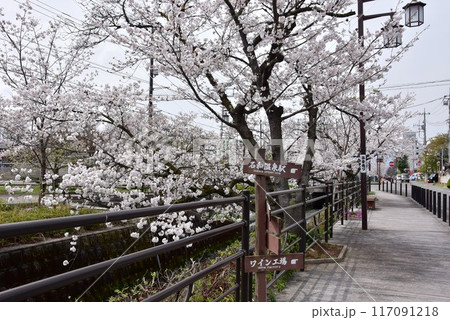 笛吹市 石和温泉さくら温泉通りの満開桜と道案内 笛吹市 石和温泉さくら温泉通りの満開桜と道案内 117091218